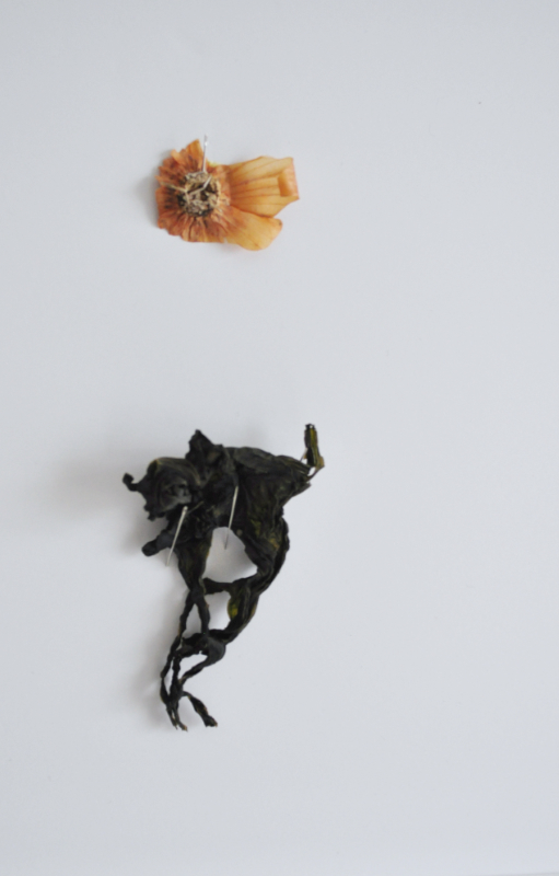 closeup of dried seaweed and onion skin