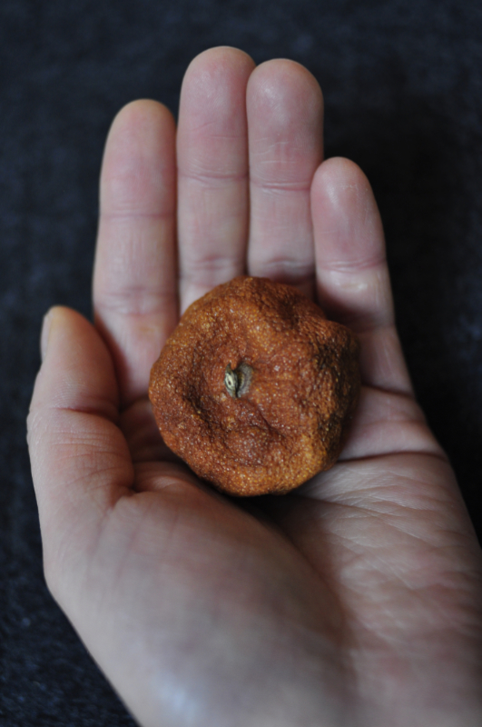 close up of a hand holding a dried tangerine