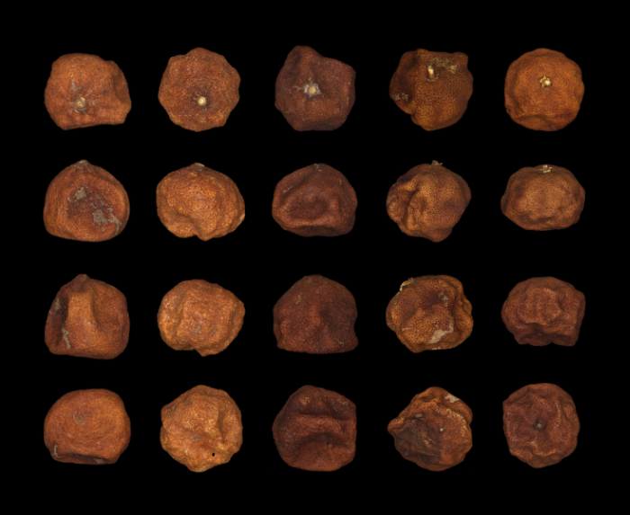 specimen study of twenty dried tangerines lined up in five columns and four rows on a black background